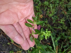 Cuphea carthagenensis