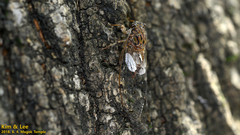 Leptosemia takanonis