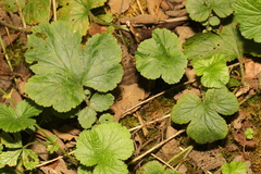 Geum macrophyllum