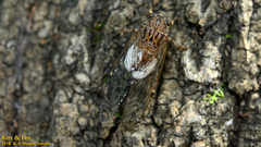Leptosemia takanonis