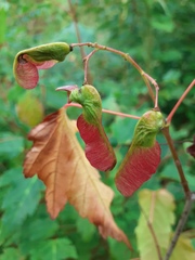 Acer ginnala