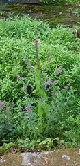 Lythrum salicaria