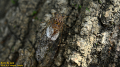Leptosemia takanonis