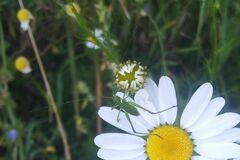 Phaneroptera falcata