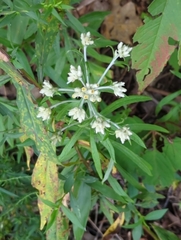 Pseudognaphalium obtusifolium