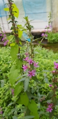 Lythrum salicaria