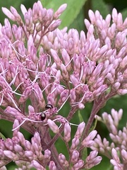 Phalacridae