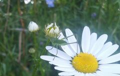 Phaneroptera falcata