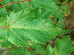 Acer ginnala
