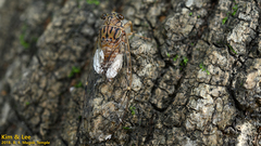 Leptosemia takanonis