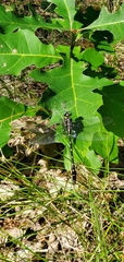 Gomphidae