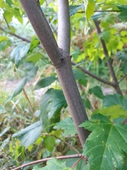 Acer ginnala