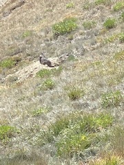 Marmota