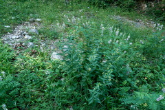 Vincetoxicum hirundinaria