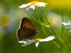 Hyponephele lycaon