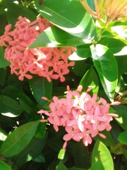 Ixora coccinea