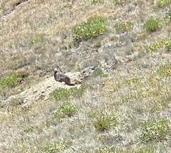 Marmota