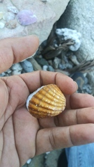 Cardites crassicostatus