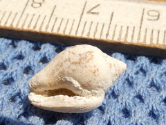 Columbella rustica