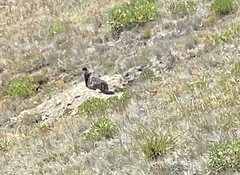 Marmota