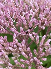 Phalacridae