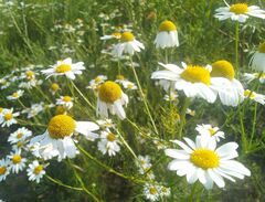 Matricaria chamomilla