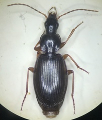 Agonum