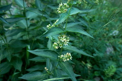 Vincetoxicum hirundinaria