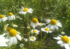 Matricaria chamomilla