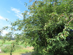 Malus sylvestris