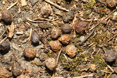 Oryctolagus cuniculus