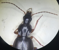 Agonum