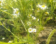 Matricaria chamomilla