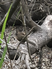 Morococcyx erythropygus