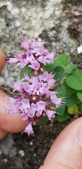 Origanum
