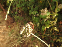 Graphosoma italicum italicum