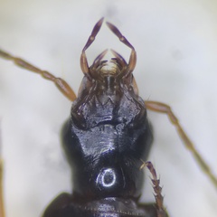 Agonum