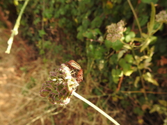 Graphosoma italicum italicum