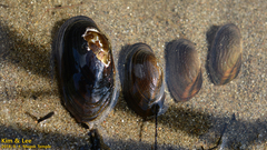 Nodularia breviconcha