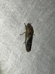 Homalodisca vitripennis