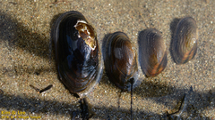 Nodularia breviconcha