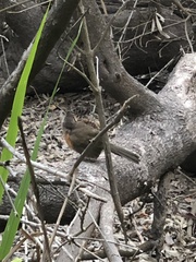 Morococcyx erythropygus