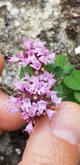 Origanum