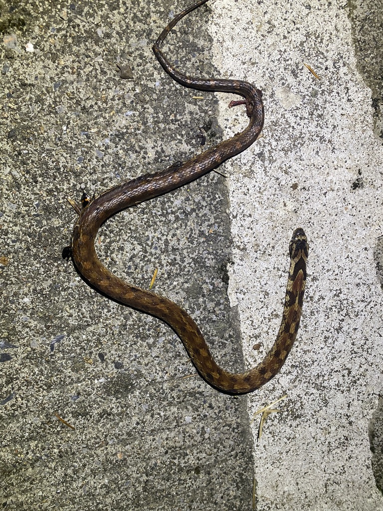 Big-eyed Bamboo Snake in August 2022 by ong-siau-kun · iNaturalist