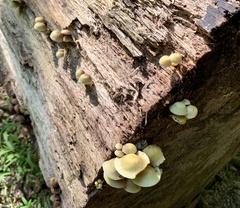 Hypholoma subviride