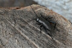 Gryllus campestris