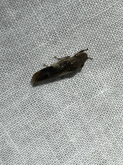 Homalodisca vitripennis