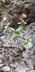 Origanum