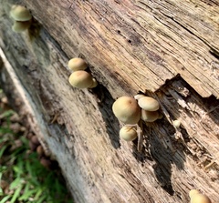 Hypholoma subviride