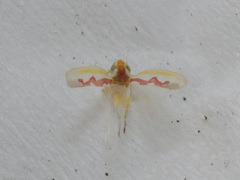 Zygina flammigera